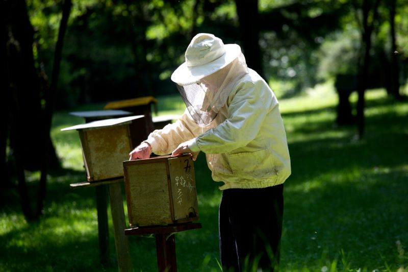 Apiculture