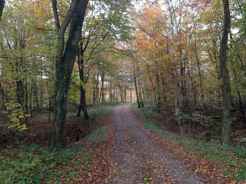 La forêt en automne