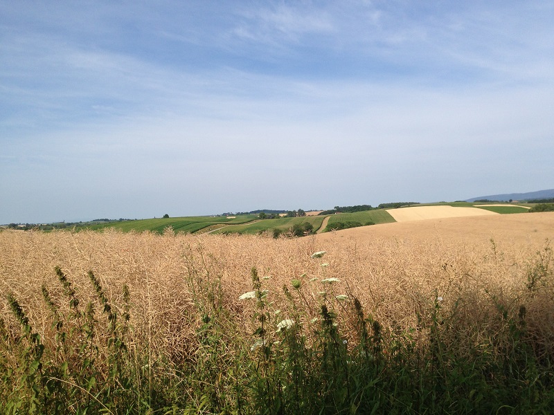 Champ de blé