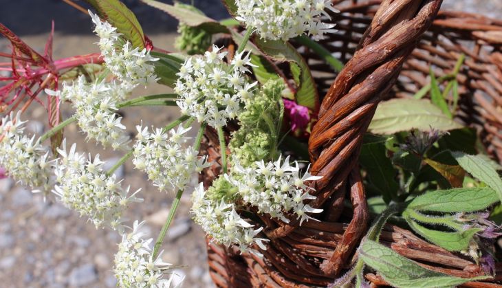 Initiation botanique à Munchhausen - Jeudi 11 juin 2026 14h-16h - Gratuite / Inscription ici